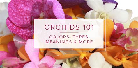 meaning of orchids and colors.